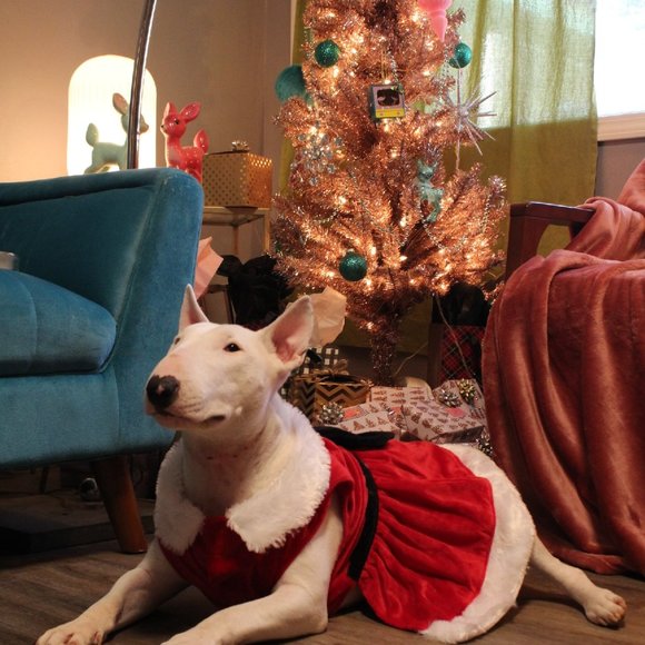 Meet your Posher, Bonnie - Picture 3 of 8